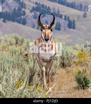 Pronghorn (Antilocapra americana) männlich in Highland Prairie, Yellowstone National Park, Wyoming, USA Stockfoto