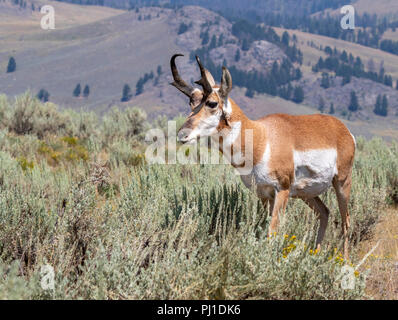 Pronghorn (Antilocapra americana) männlich in Highland Prairie, Yellowstone National Park, Wyoming, USA Stockfoto