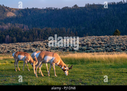 Pronghorn (Antilocapra americana) Männer Beweidung in Lamar Valley bei Sonnenuntergang, Yellowstone National Park, Wyoming, USA Stockfoto