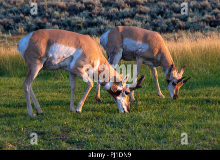 Pronghorn (Antilocapra americana) Männer Beweidung in Lamar Valley bei Sonnenuntergang, Yellowstone National Park, Wyoming, USA Stockfoto