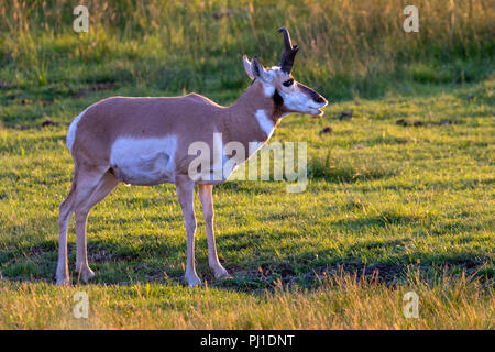 Pronghorn (Antilocapra americana) männliche Beweidung in Lamar Valley bei Sonnenuntergang, Yellowstone National Park, Wyoming, USA Stockfoto