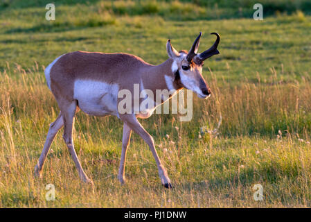 Pronghorn (Antilocapra americana) männliche Beweidung in Lamar Valley bei Sonnenuntergang, Yellowstone National Park, Wyoming, USA Stockfoto