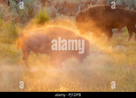 Amerikanische Bison (Bison bison) männliche Baden in Staub bei Sonnenuntergang, Yellowstone National Park, Wyoming, USA Stockfoto