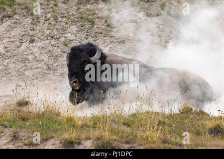 Amerikanische Bison (Bison bison) männlichen Rollen in einem wälzen sich Staub Badewanne, Yellowstone National Park, Wyoming, USA. Stockfoto