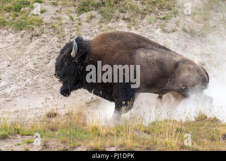 Amerikanische Bison (Bison bison) männliche Baden in Staub, Yellowstone National Park, Wyoming, USA Stockfoto