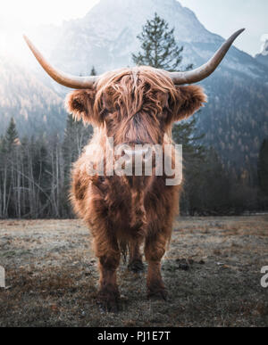 Highland Cattle in der Morgensonne Stockfoto