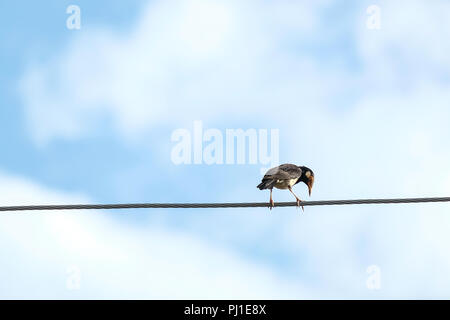 Die Vögel sind auf der Stromleitung vor dem Haus. Stockfoto