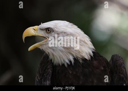 Seitenansicht Weißkopfseeadler Kopf geschossen mit quietschenden Reifen Stockfoto