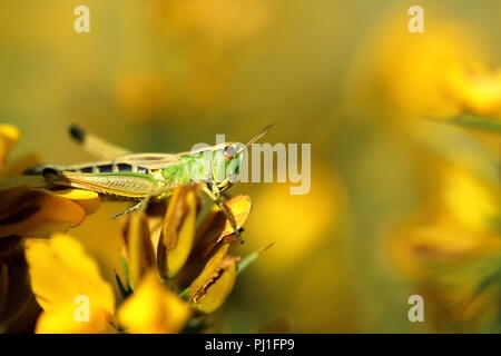 Wiesengrasschrecke auf Ginster Stockfoto