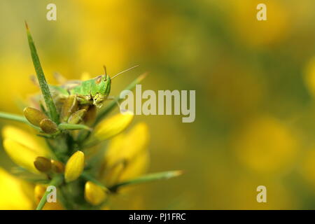 Wiesengrasschrecke auf Ginster Stockfoto