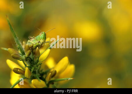 Wiesengrasschrecke auf Ginster Stockfoto