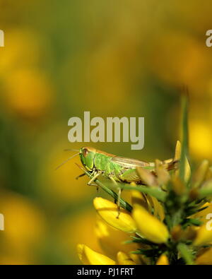 Wiesengrasschrecke auf Ginster Stockfoto