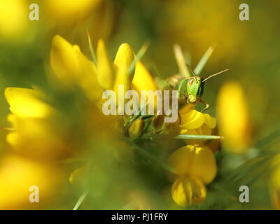 Wiesengrasschrecke auf Ginster Stockfoto