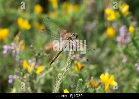 Frau Schwarz darter Dragonfly (Sympetrum danae) ruhen in Heide unter Ginster und Heidekraut Blumen, Surrey, Großbritannien Stockfoto