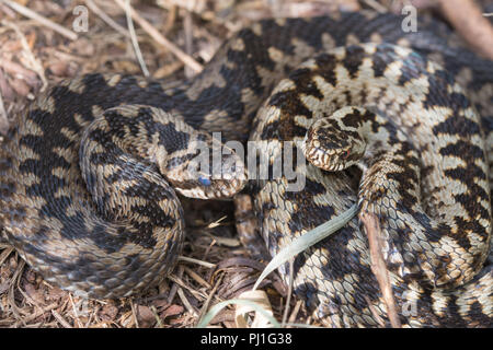 Zwei Addierer (Vipera berus), eines mit blauen Augen fast bereit ist, seine Haut zu vergießen. Tier Humor, Humor Stockfoto