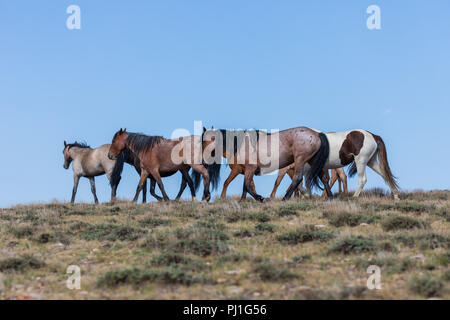 Wilde Pferde in Sand Wash Basin Colorado Stockfoto