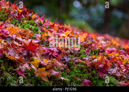 Herbst Besuch in Shisen-Tempel (Haus der Dichter), Kyoto, Japan Stockfoto