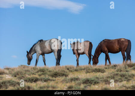 Wilde Pferde in Sand Wash Basin Colorado Stockfoto