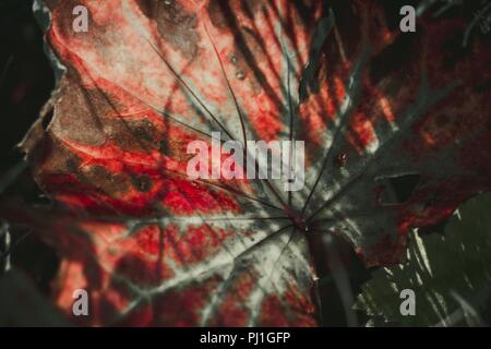 Die ungewöhnliche Farbe einer Pflanze Blatt in einer Waldlichtung, es ist hell durch die Strahlen der Sonne, die gibt es sogar mehr Schönheit beleuchtet. Stockfoto
