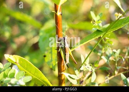 Auf dem Gras Halm sitzt eine große Heuschrecke, dieses schöne Insekt, das im Gras lebt und hat starke Hinterbeine, die es ihm ermöglicht, eine lange dis zu springen Stockfoto