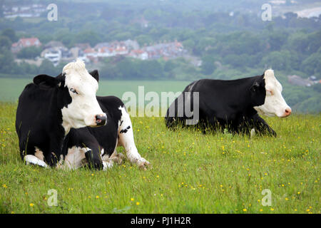 Zwei schwarze und weiße Friesische Kühe liegen auf einem Hügel Wiese mit einem Dorf im Hintergrund Stockfoto
