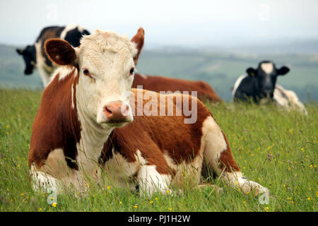 Hereford Kuh liegend mit anderen friesischen Rindern auf einem Hügel weide Feld mit misty Hintergrund Stockfoto