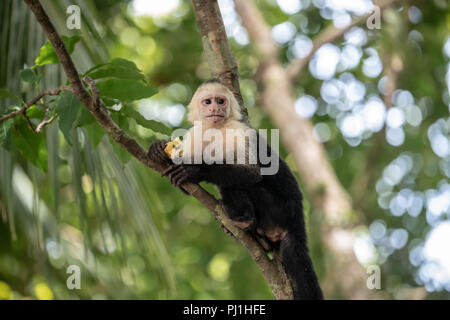Kapuziner Affen (Cebus) in Costa Rica Stockfoto