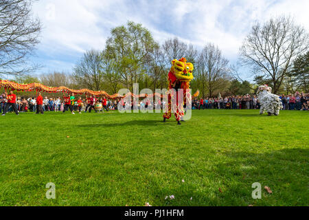 BERLIN, 15. APRIL 2018: Sakura Blüte Tag. Park "Gärten der Welt" (Gaerten der Welt"). Dragon dance. Traditionelle Chinesische Kunst. Stockfoto