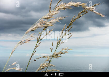 Seaham Hall Beach, County Durham, UK Stockfoto