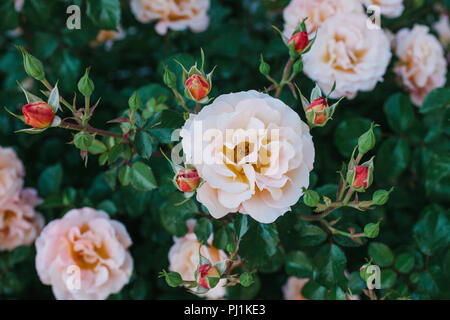 Einen schönen Busch mit Rosen oder wild blühenden Rosen. Stockfoto
