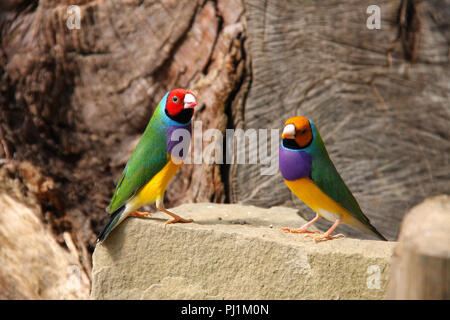 Die Gouldian Finch oder Erythrura gouldiae, männlich, aka der Lady Gouldian Finch, Goulds Finch oder der Regenbogen Finch. Stockfoto