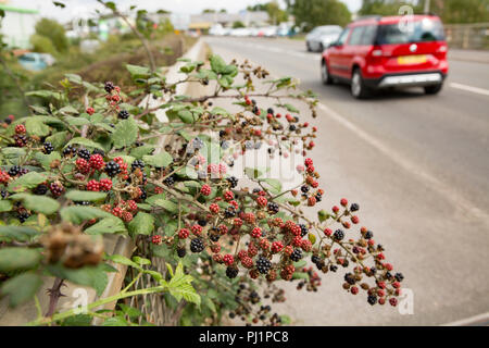 Brombeeren, die Gattung Rubus, wächst an einer Straßenbrücke über den Fluss Stour Dorset in Gillingham North Dorset England UK GB Stockfoto