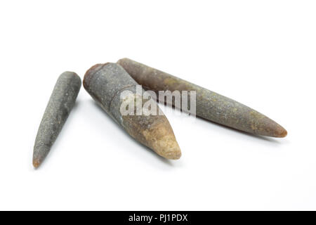 Versteinerte belemnite Wachen, oder Podesten, die in der Nähe der Basis der Golden Cap in der Nähe des Weilers von Seatown in Dorset England UK GB gesammelt wurden. Bel Stockfoto