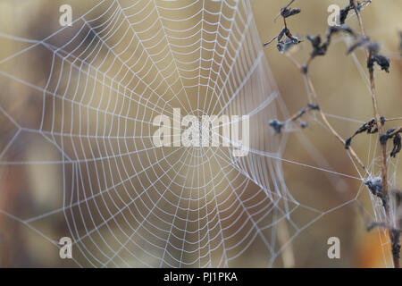 Spinnennetz mit Tautropfen am Morgen im Herbst Wald Stockfoto