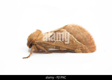 Eine weibliche orange swift Moth, Hepialus sylvina/Triodina sylvina, dass angezogen wurde Lichter zu Haus und fotografiert auf einem weißen Hintergrund vor Releas Stockfoto