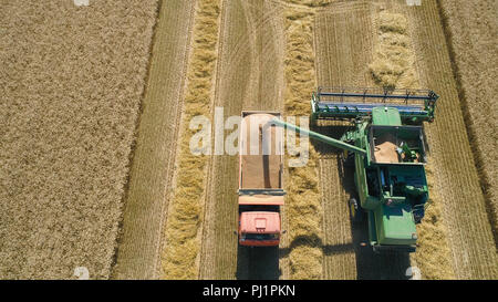 Mähdrescher bei der Arbeit ernten Feld Weizen. Luftaufnahme Mähdrescher mäht reif Ährchen, Gerste, Roggen. Harvest Mähdrescher reifen Weizen auf einem Bauernhof. Stockfoto