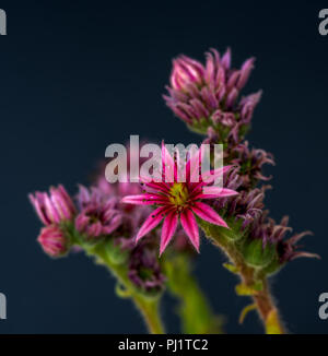 Surrealistische kunst Stillleben Farbe makro Bild eines isolierten Sempervivum/echeveria Blüten auf schwarzem Hintergrund in Fantasy Farben Stockfoto