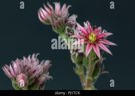 Surrealistische kunst Stillleben Farbe makro Bild eines isolierten Sempervivum/Echeveria blühen auf grauem Hintergrund Stockfoto