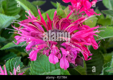 Natürliche Farbe Makro einer einzigen Scarlet Rot Blüte eines monarda Didyma/Crimson beebalm/Scarlet beebalm/scarlet Monarda/oswego Kaffee- Bergamotte Stockfoto