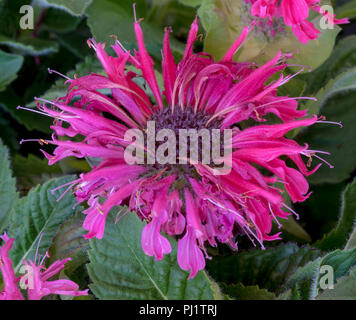 Natürliche Farbe Makro einer einzigen Scarlet Rot Blüte eines monarda Didyma/Crimson beebalm/Scarlet beebalm/scarlet Monarda/oswego Kaffee- Bergamotte Stockfoto