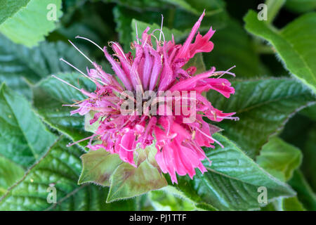 Natürliche Farbe Makro einer einzigen Scarlet Rot Blüte eines monarda Didyma/Crimson beebalm/Scarlet beebalm/scarlet Monarda/oswego Kaffee- Bergamotte Stockfoto