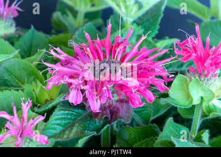 Fine Art Farbe Makro einer einzigen roten rosa Blüte eines monarda Didyma/Crimson beebalm/Scarlet beebalm/scarlet Monarda/Oswego mit grünen Blättern Stockfoto