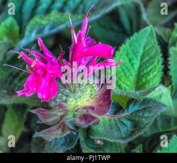 Fine Art surrealistischen Farbe Makro einer einzigen Rot Rosa gelb grün Blüte eines monarda Didyma/Crimson beebalm/Scarlet beebalm/scarlet Monarda Stockfoto