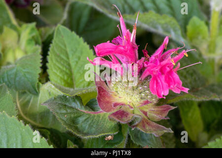 Blumen Farbe Makro einer einzigen Rot Rosa gelb grün Blüte eines monarda Didyma/Crimson beebalm/Scarlet beebalm/scarlet Monarda/oswego Kaffee- Bergamotte Stockfoto