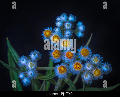 Surrealistische kunst Stillleben fantasy Farbe Makro einer isolierten weiß gelb Schafgarbe/daisy Stammzellen mit vielen Blüten auf blauem Hintergrund Stockfoto