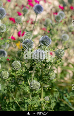 Bunte, mit Blumenmustern natur Nahaufnahme des Globus Disteln mit einem Feld/Wiese als natürliche verschwommenen Hintergrund auf einem hellen sonnigen Sommertag Stockfoto
