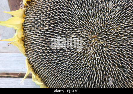 Sonnenblumenkerne noch im Kopf Stockfoto