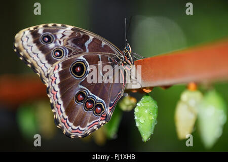 Blaue Morpho Butterfly, Morpho peleides Stockfoto