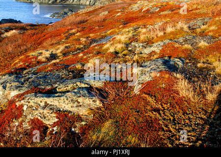 Bei Interesse an der St. Anthony Bight an der nördlichen Spitze von Neufundland, Kanada. Stockfoto