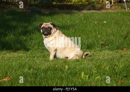 Eine ernsthafte Mops Hund sitzt in einem grünen Garten Stockfoto